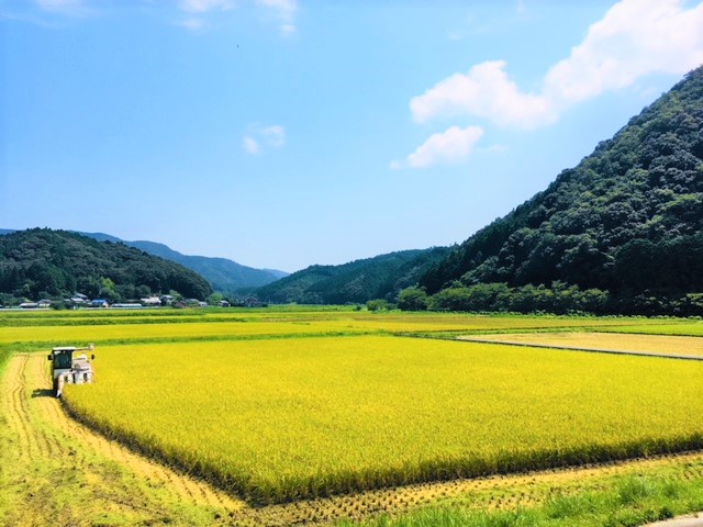 令和7年産 (精白米)　特別栽培米　こしひかり10kg×10袋