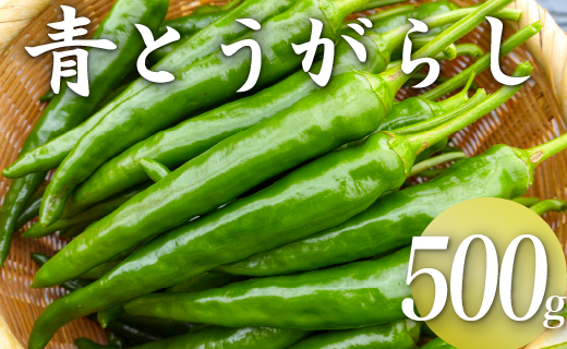 三原村産　大きな青唐辛子”大紅”   500ｇ　長さ８～15㎝！（冷凍）