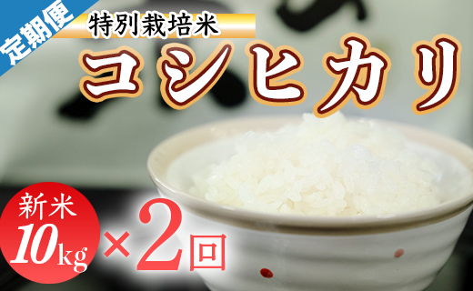 令和7年産 (精白米)　特別栽培米　こしひかり10kg×2袋