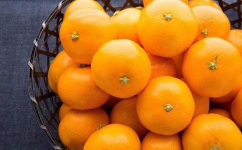 商標登録 潮風みかん 5kg ( ご家庭用 ) みかん ミカン 蜜柑 柑橘 果物 フルーツ 高知県 高知 黒潮町［1289］