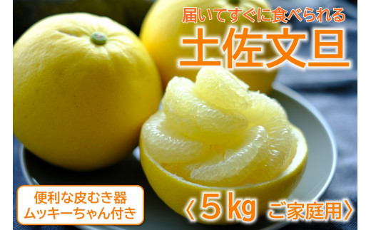 土佐文旦 5kg L〜3L ご家庭用 高知 黒潮町 文旦 ぶんたん 柑橘 フルーツ 果物 文旦5kg 家庭用文旦 9〜12個 皮むき器 ムッキーちゃん付き 産地直送 citrus 文旦セット 大玉 小玉 サイズ統一 高知文旦 国産文旦 柑橘類 旬 果物セット［1462］