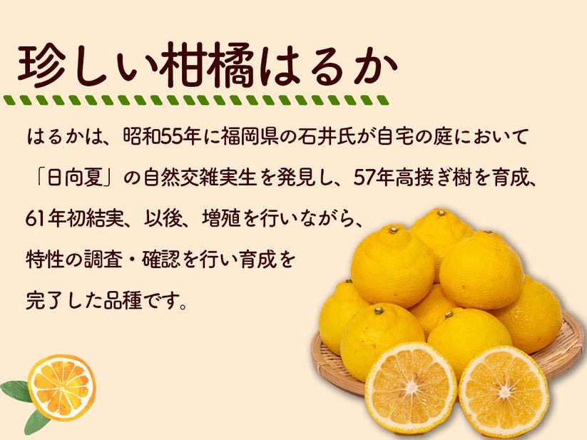 成田果樹園のはるか 3kg （家庭用）［1682］