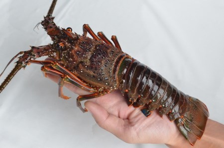 天然 伊勢海老 1.5kg（3～6尾） 新鮮 伊勢エビ 産地直送 エビ 海老 海鮮 魚介類 魚貝 えび お正月 お祝い ギフト 贈答用 贈り物 冷凍 高知 黒潮町 ［1084-2］