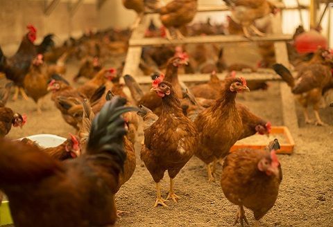 放し飼い 土佐ジロー 卵 50個 入り 土佐 地鶏 地鶏卵 天然卵 たまご 玉子 特産品 濃厚 卵かけご飯 TKG だし巻き卵 プリン 茶碗蒸し スイーツ 焼き菓子 人気 高知 黒潮町 ふるさと納税卵 高知県［1178］