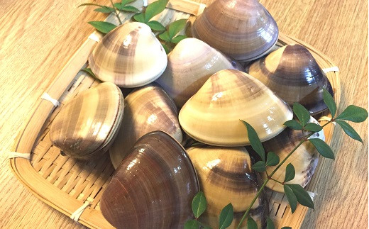 天然 ハマグリ 8年物 ( 加熱用 ) はまぐり 蛤 国産 海鮮 魚介類 魚貝 貝 高級 ギフト プレゼント 贈り物 お祝い 黒潮町 産 高知 高知県［1198］