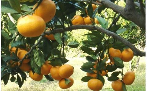 商標登録 潮風みかん 5kg ( ご家庭用 ) みかん ミカン 蜜柑 柑橘 果物 フルーツ 高知県 高知 黒潮町［1289］