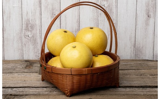 土佐文旦 10kg 3L〜4L ご家庭用 文旦 ぶんたん 柑橘 フルーツ 果物 サイズ混合 大玉 文旦10kg 高知 黒潮町 産地直送 旬 期間限定 季節限定 文旦セット 柑橘類  人気 家庭用文旦 食べ応え 12〜16個 楽木工房 文旦ギフト 高知 土佐 黒潮町［1406-2］