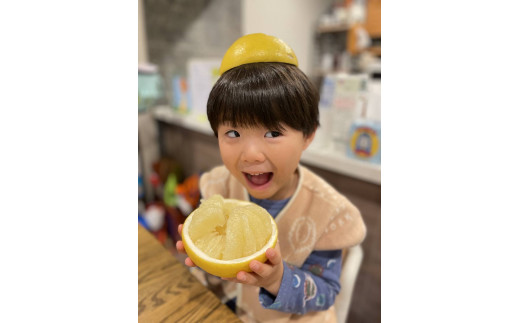 楽木工房 土佐 文旦 家庭用 10kg L 2L サイズ 土佐文旦 柑橘 みかん 果物 フルーツ 人気 ご家庭用 旬 爽やか 産地直送 期間限定 季節限定 ふるさと納税文旦 ふるさと納税柑橘 高知県 黒潮町［1513］