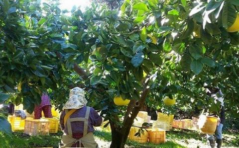 土佐文旦 5kg 2L 3L ご家庭用 文旦 ぶんたん 植田農園 高知 黒潮町 柑橘 柑橘類 フルーツ 果物 文旦5kg 文旦2L 文旦3L 9個前後 糖度11 12 文旦セット 家庭用文旦 自宅用 文旦詰め合わせ 文旦箱 文旦高知 文旦産地直送 文旦特産 大玉 中玉 柑橘セット フルーツセット 文旦黒潮町 冬文旦 春文旦［1535-2］