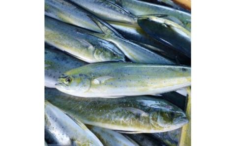 缶詰 マヒマヒ マヨグラタン 風 5缶 セット 防災 常温保存 非常食 保存食 常温 災害 備蓄 缶詰め かんづめ 長期保存 防災食 防災グッズ 防災用 魚介類 海鮮 白身魚 惣菜 おかず アウトドア キャンプ レジャー 人気 調味料 ギフト 贈答 ふるさと納税缶詰め ふるさと納税防災 四万十 産 高知 高知県 黒潮町［1597］