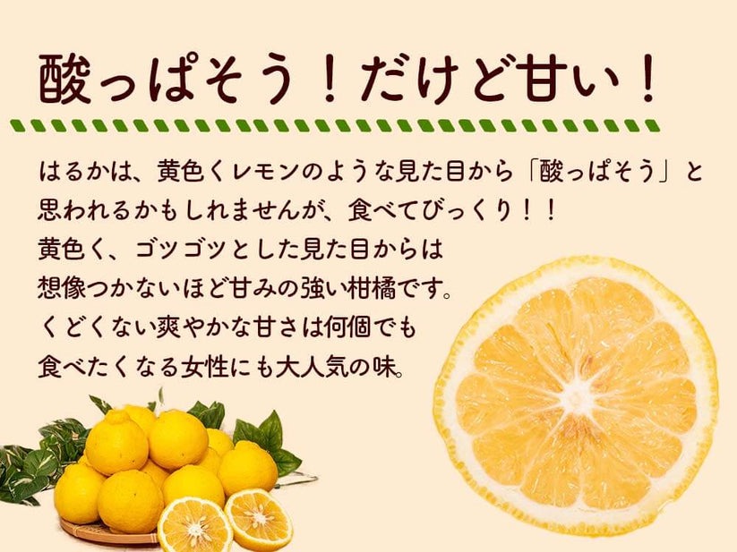 成田果樹園のはるか 3kg （家庭用）［1682］