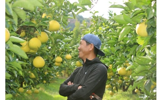 成田果樹園の土佐文旦 3kg （家庭用） L ~ 3L 混合 成田果樹園 文旦3kg 文旦L 文旦2L 文旦3L ぶんたん 文旦 柑橘 柑橘類 果物 フルーツ 文旦高知 高知文旦 高知 高知県 黒潮町 土佐 文旦 土佐文旦 文旦家庭用 家庭用 家庭用文旦 文旦黒潮町 文旦成田果樹園 成田果樹園文旦 冬文旦 春文旦 ［1684］