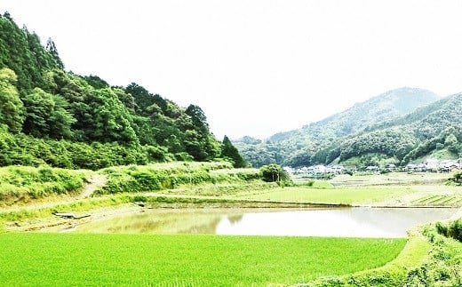 【 令和7年産 】 白米 10kg あさぎり 米 10キロ 香り米 精米 国産米 香米 おこめ アサギリ 空海ゆかりの里 うまにの おいしい お米 ふるさと納税米 ふるさと納税お米 2025年産 数量限定 期間限定 季節限定 高知 黒潮町[1700] 10kg