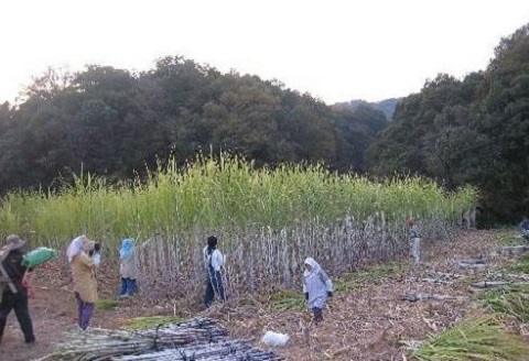 ジャパニーズラム 龍馬 720ml × 1本スピリッツ 蒸留酒 ラム 酒 ラム酒 洋酒 ギフト プレゼント お祝い 贈答用 お土産 父の日 誕生日 記念日 贈り物 竜馬 高知 黒潮町［0963］