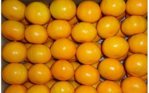 商標登録 潮風みかん 5kg ( ご家庭用 ) みかん ミカン 蜜柑 柑橘 果物 フルーツ 高知県 高知 黒潮町［1289］