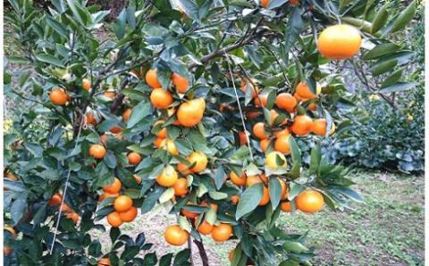 商標登録 潮風みかん 2kg 高知県 黒潮町産（ 贈答 用） ［1398］