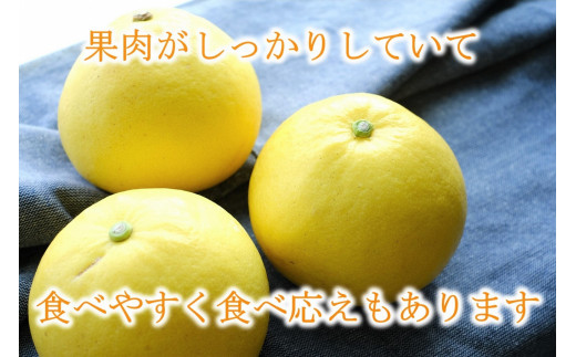 土佐文旦 5kg L〜3L ご家庭用 高知 黒潮町 文旦 ぶんたん 柑橘 フルーツ 果物 文旦5kg 家庭用文旦 9〜12個 皮むき器 ムッキーちゃん付き 産地直送 citrus 文旦セット 大玉 小玉 サイズ統一 高知文旦 国産文旦 柑橘類 旬 果物セット［1462］