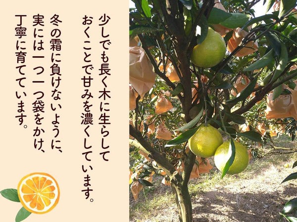 成田果樹園のはるか 6kg （家庭用）［1683］