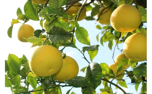 成田果樹園の土佐文旦 10kg (家庭用) L～4L 混合 成田果樹園 文旦10kg L 2L 3L 4L 10キロ 大玉 文旦大玉 文旦4L 3l 4l ぶんたん 文旦 柑橘 柑橘類 果物 フルーツ 文旦高知 高知文旦 高知 高知県 黒潮町 土佐 文旦 土佐文旦 文旦家庭用 家庭用 家庭用文旦 文旦黒潮町 文旦成田果樹園 成田果樹園文旦 冬文旦 春文旦 ［1687］