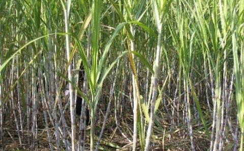 ジャパニーズラム 龍馬 720ml × 1本スピリッツ 蒸留酒 ラム 酒 ラム酒 洋酒 ギフト プレゼント お祝い 贈答用 お土産 父の日 誕生日 記念日 贈り物 竜馬 高知 黒潮町［0963］