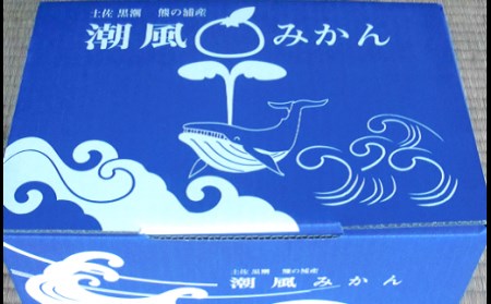 商標登録 潮風みかん 5kg ( ご家庭用 ) みかん ミカン 蜜柑 柑橘 果物 フルーツ 高知県 高知 黒潮町［1289］