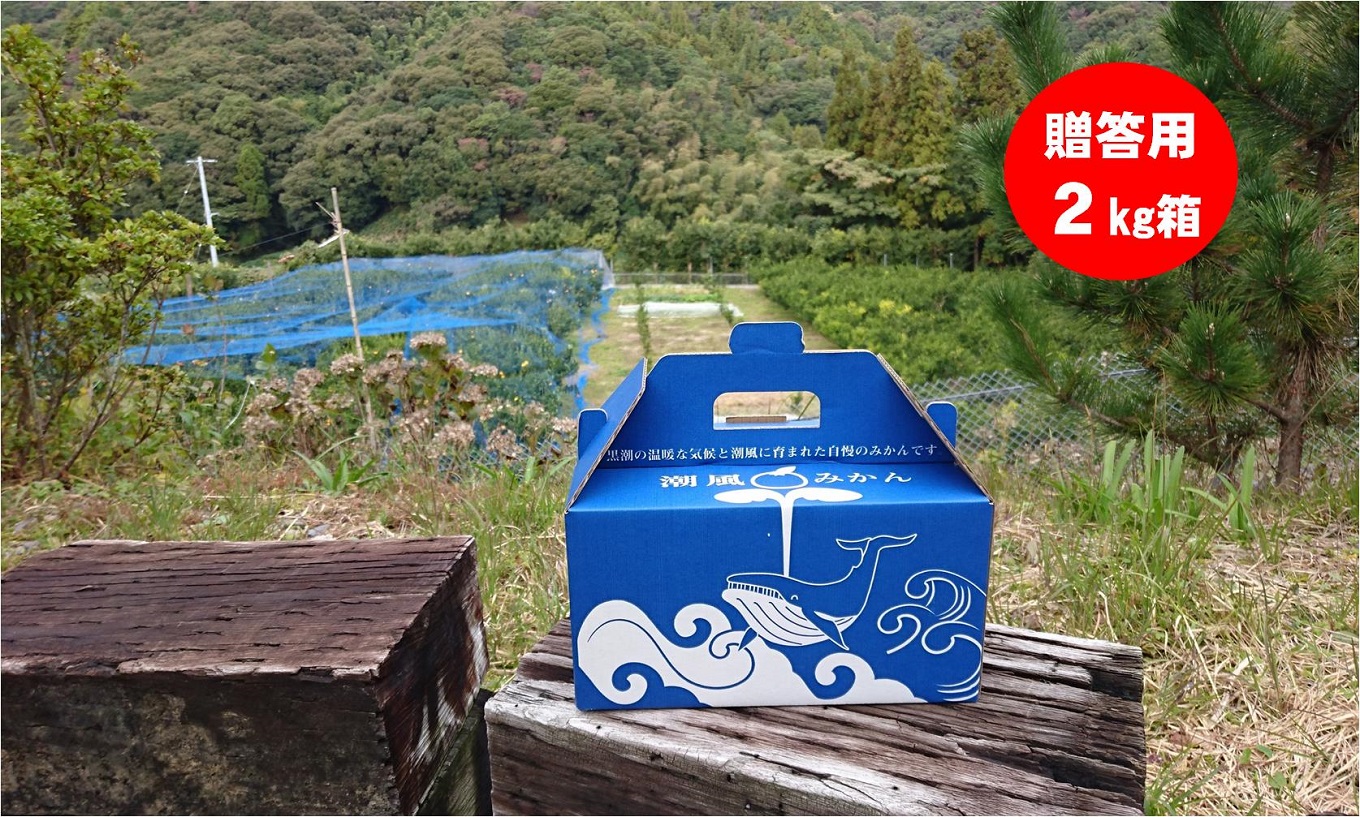 商標登録 潮風みかん 2kg 高知県 黒潮町産（ 贈答 用） ［1398］