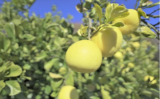 楽木工房 土佐 文旦 家庭用 10kg L 2L サイズ 土佐文旦 柑橘 みかん 果物 フルーツ 人気 ご家庭用 旬 爽やか 産地直送 期間限定 季節限定 ふるさと納税文旦 ふるさと納税柑橘 高知県 黒潮町［1513］