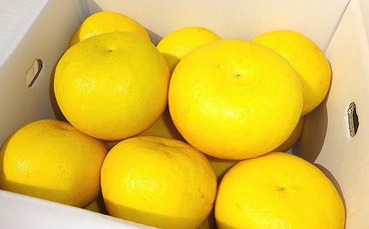 土佐文旦 10kg 4L ご家庭用 文旦 ぶんたん 植田農園 高知 黒潮町 柑橘 柑橘類 フルーツ 果物 大玉 文旦4L 文旦10kg 15個前後 糖度11 12 文旦セット 家庭用文旦 自宅用 文旦詰め合わせ 文旦箱 文旦高知 文旦産地直送 文旦大玉 文旦特産 文旦黒潮町 柑橘セット フルーツセット 冬文旦 春文旦［1536-3］