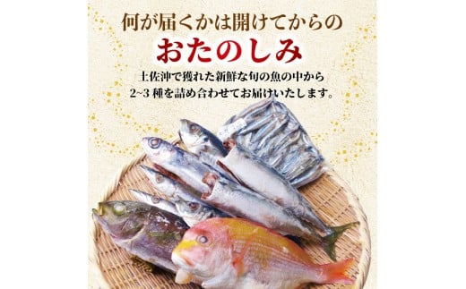 冷凍魚 セット 600g (2~3種) 下処理済み 新鮮 真空パック 冷凍 魚 冷凍鮮魚 詰め合わせ 簡単調理 小分け 魚貝 魚介類 お魚 まるごと 土佐沖獲れ 旬 旬の魚 鮮魚 海鮮 料理 下処理 土佐佐賀産直出荷組合 高知 高知県 黒潮町［1712］