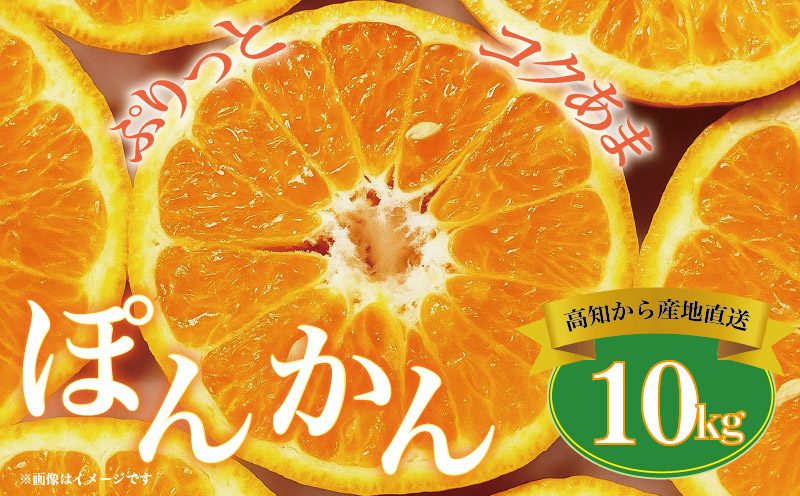 ポンカン 10kg 高知県 産 ( ご 家庭用 ) ぽんかん みかん 柑橘 蜜柑 ミカン 果物 フルーツ 国産 植田農園 高知 黒潮町［1184］