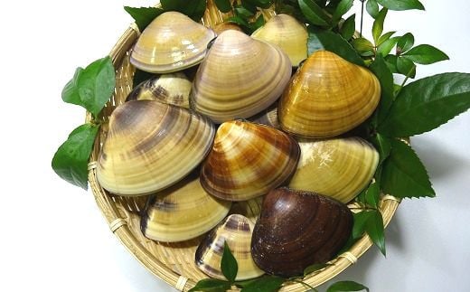 天然 ハマグリ 8年物 ( 加熱用 ) はまぐり 蛤 国産 海鮮 魚介類 魚貝 貝 高級 ギフト プレゼント 贈り物 お祝い 黒潮町 産 高知 高知県［1198］