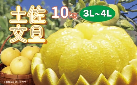 土佐文旦 10kg 3L〜4L ご家庭用 文旦 ぶんたん 柑橘 フルーツ 果物 サイズ混合 大玉 文旦10kg 高知 黒潮町 産地直送 旬 期間限定 季節限定 文旦セット 柑橘類  人気 家庭用文旦 食べ応え 12〜16個 楽木工房 文旦ギフト 高知 土佐 黒潮町［1406-2］
