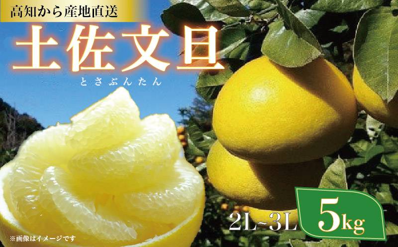 土佐文旦 5kg 2L 3L ご家庭用 文旦 ぶんたん 植田農園 高知 黒潮町 柑橘 柑橘類 フルーツ 果物 文旦5kg 文旦2L 文旦3L 9個前後 糖度11 12 文旦セット 家庭用文旦 自宅用 文旦詰め合わせ 文旦箱 文旦高知 文旦産地直送 文旦特産 大玉 中玉 柑橘セット フルーツセット 文旦黒潮町 冬文旦 春文旦［1535-2］
