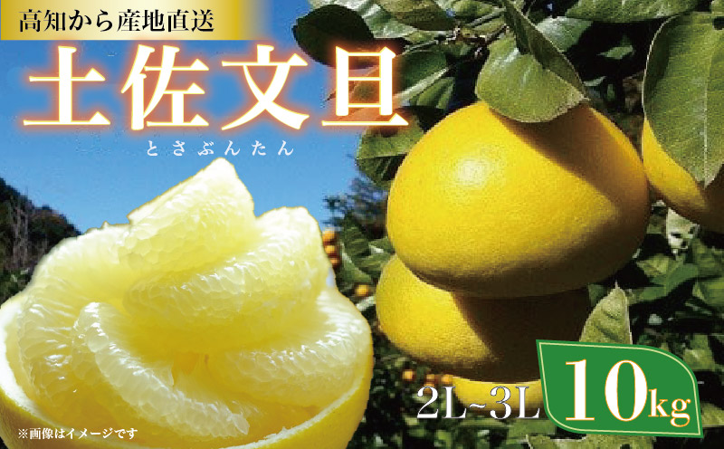 土佐文旦 10kg 2L 3L ぶんたん 文旦 ご家庭用 植田農園 高知 黒潮町 柑橘 柑橘類 フルーツ 果物 産地直送 18個前後 糖度11 12 文旦セット 自宅用 家庭用文旦 大玉 中玉 文旦10kg 文旦2L 文旦3L 文旦高知 文旦柑橘 旬 フルーツセット 文旦箱入 文旦詰め合わせ 文旦土佐 文旦黒潮町［1537-2］