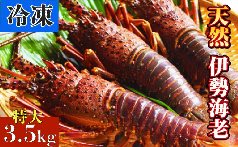 【冷凍】 天然 伊勢海老 特大 3.5kg（4～6尾）  いせえび 伊勢エビ イセエビ 伊勢エビ 高知県 黒潮町 ［1624］
