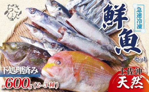 冷凍魚 セット 600g (2~3種) 下処理済み 新鮮 真空パック 冷凍 魚 冷凍鮮魚 詰め合わせ 簡単調理 小分け 魚貝 魚介類 お魚 まるごと 土佐沖獲れ 旬 旬の魚 鮮魚 海鮮 料理 下処理 土佐佐賀産直出荷組合 高知 高知県 黒潮町［1712］