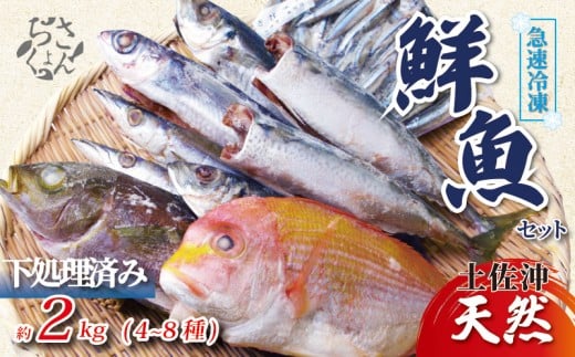冷凍魚 セット 2kg (4~8種) 下処理済み 新鮮 真空パック 冷凍 魚 冷凍鮮魚 詰め合わせ 簡単調理 小分け 魚貝 魚介類 お魚 まるごと 土佐沖獲れ 旬 旬の魚 鮮魚 海鮮 料理 下処理 土佐佐賀産直出荷組合 高知 高知県 黒潮町［1714］
