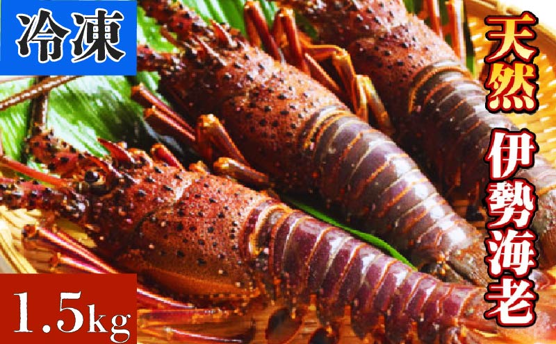[冷凍] 天然 伊勢海老 1.5kg(3〜6尾) いせえび 伊勢エビ イセエビ 伊勢エビ 高知県 黒潮町 [1084-2]