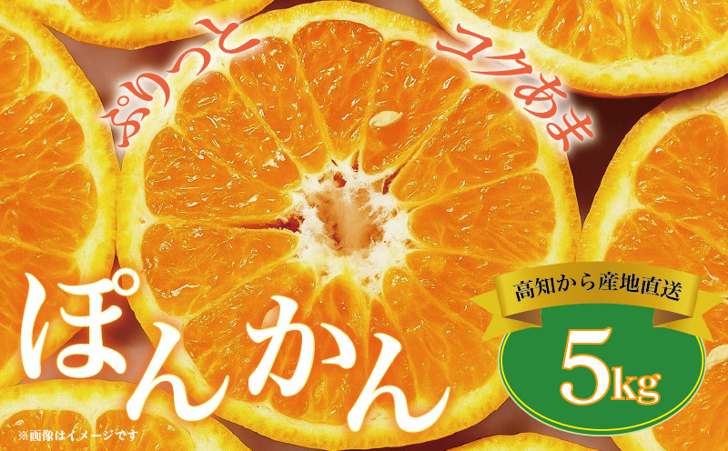 ポンカン 5kg 高知県 産 ( ご 家庭用 ) ぽんかん みかん 柑橘 蜜柑 ミカン 果物 フルーツ 国産 植田農園 高知 黒潮町［1183］