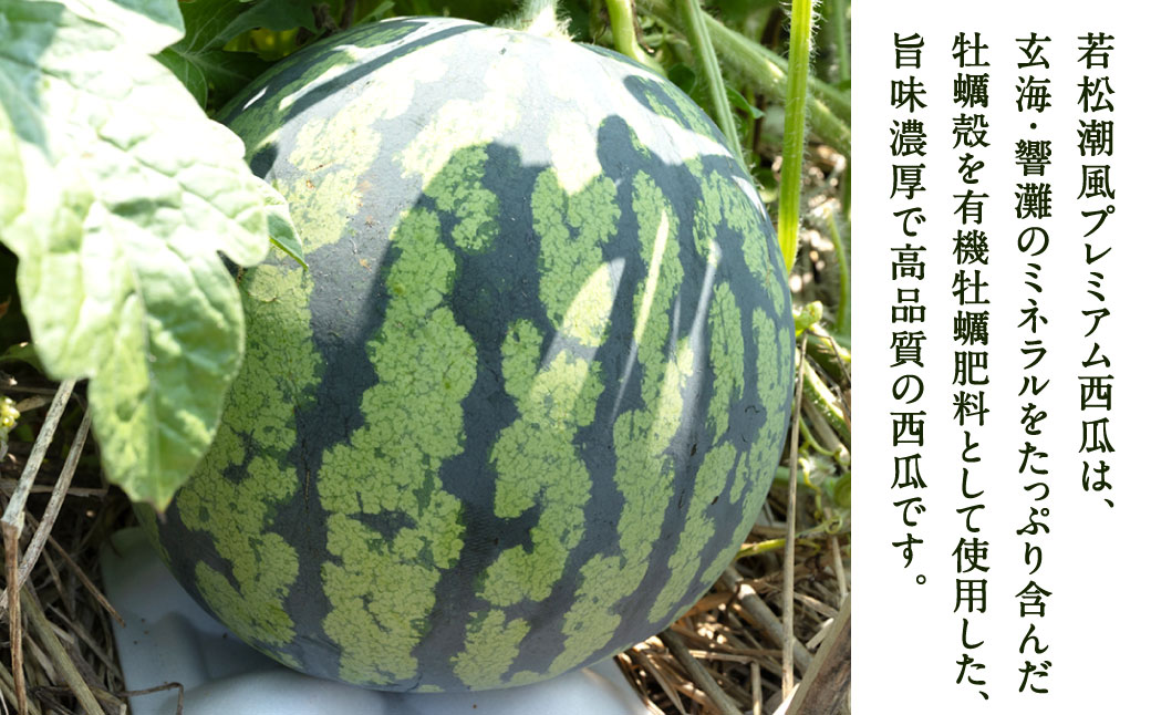 福岡県 北九州市 若松産 【優等品】 潮風プレミアム 西瓜 約7kg（1玉入り）【2026年7月下旬から8月上旬発送予定】すいか スイカ フルーツ 果物 くだもの