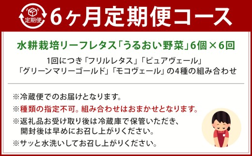 【定期1ヶ月毎6回】水耕栽培 リーフレタス「うるおい野菜」6個セット