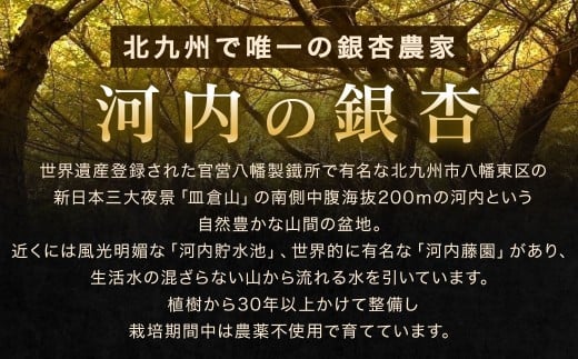 【冷凍】 北九州河内の銀杏 500g
