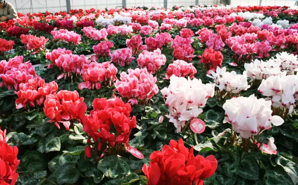 【2023年12月上旬より発送開始】シクラメン 生産者おすすめセレクト 6号鉢×1個