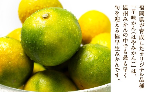 福岡県産 早味かん 約4kg以上 （40玉～50玉入り） M・Sサイズ