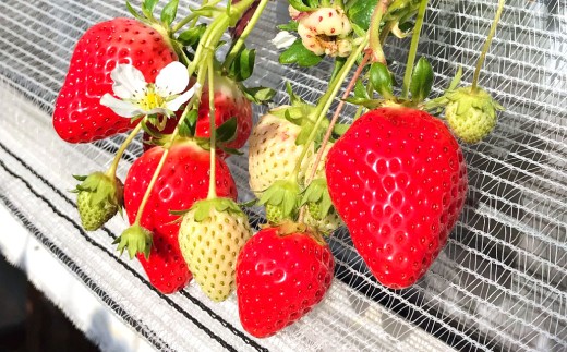 天姫 （あまひめ） イチゴ 【贈答用】（3L～4Lサイズ）12粒入り 1箱