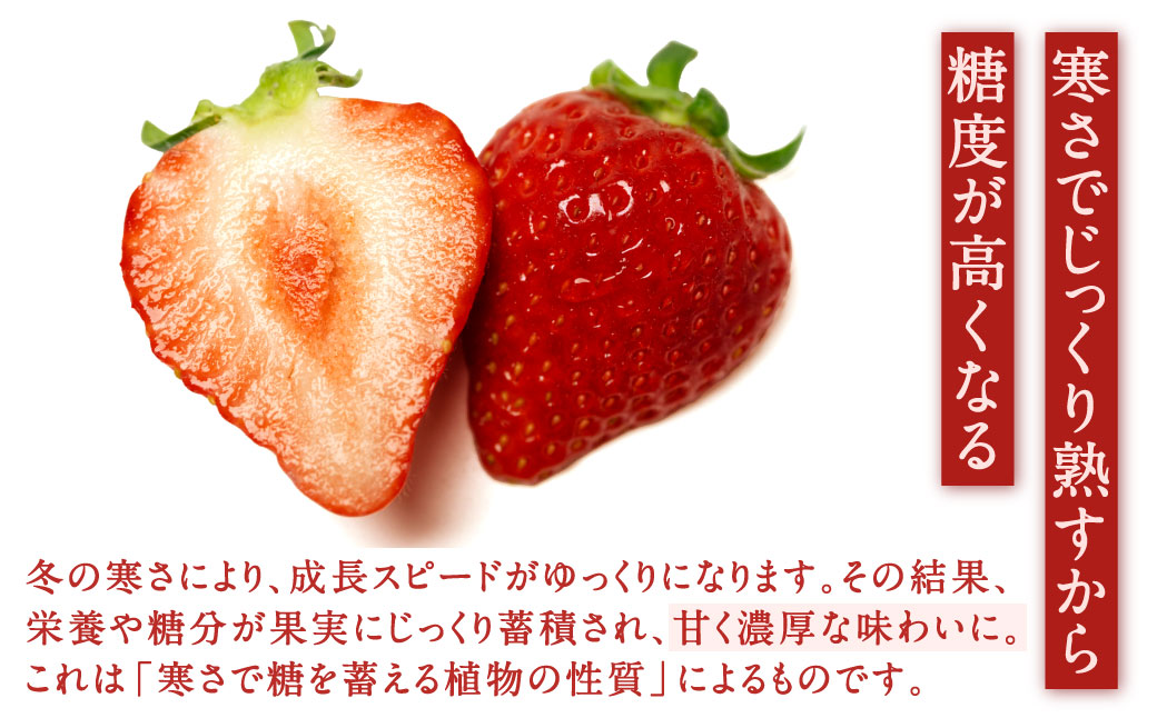 福岡県産特産品 うまもぐ厳選果物 福岡県産 博多あまおう DX上級品 約1.5kg（約250g×6パック入り）【2026年2月上旬-3月上旬発送】あまおう いちご 苺 イチゴ 果物 フルーツ