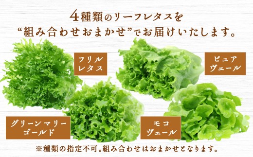 【定期1ヶ月毎6回】水耕栽培 リーフレタス「うるおい野菜」6個セット