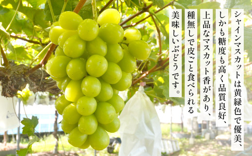 高級ぶどう（藤稔）・シャインマスカット 計2房セット 計1.2kg程《化粧箱入り》【2026年8月下旬～9月上旬発送予定】2種類 フルーツ くだもの ブドウ 大粒 良房 種なし ジャンボブドウ マスカット 旬 季節 冷蔵 国産 福岡県 北九州市