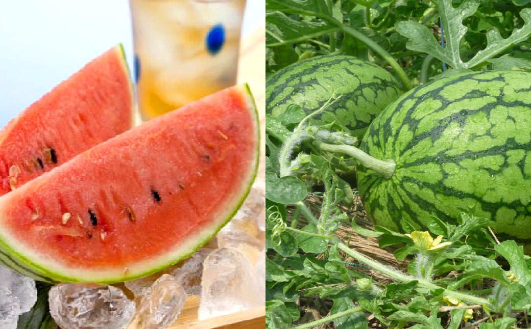 【2023年7月上旬発送開始】 北九州市産 若松クイーン (小玉西瓜) 2玉 (7kg以上) すいか スイカ フルーツ