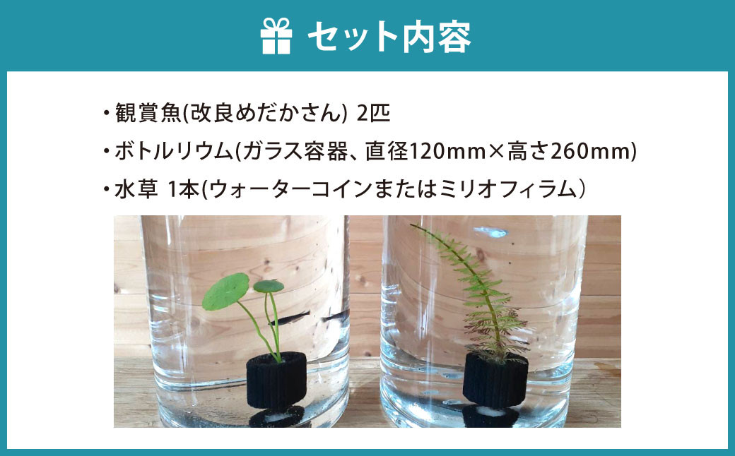 めだかボトルリウム-TUTU- 【水草(ウォーターコイン)】